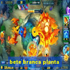 bete branca planta